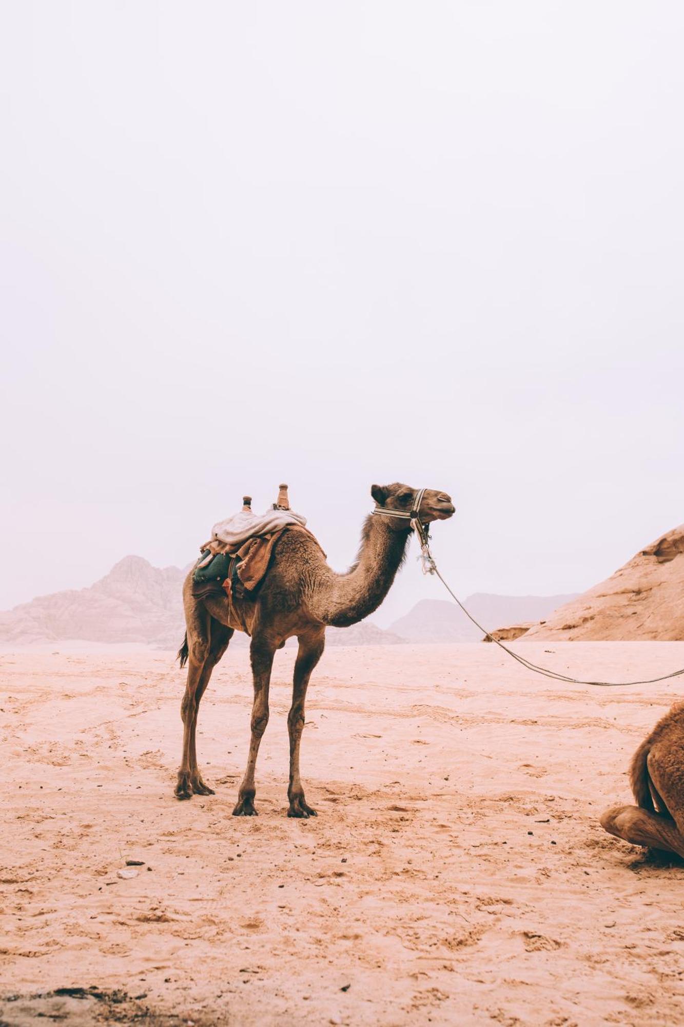 Hotel Khaled'S Camp Wadi Rum Exterior foto